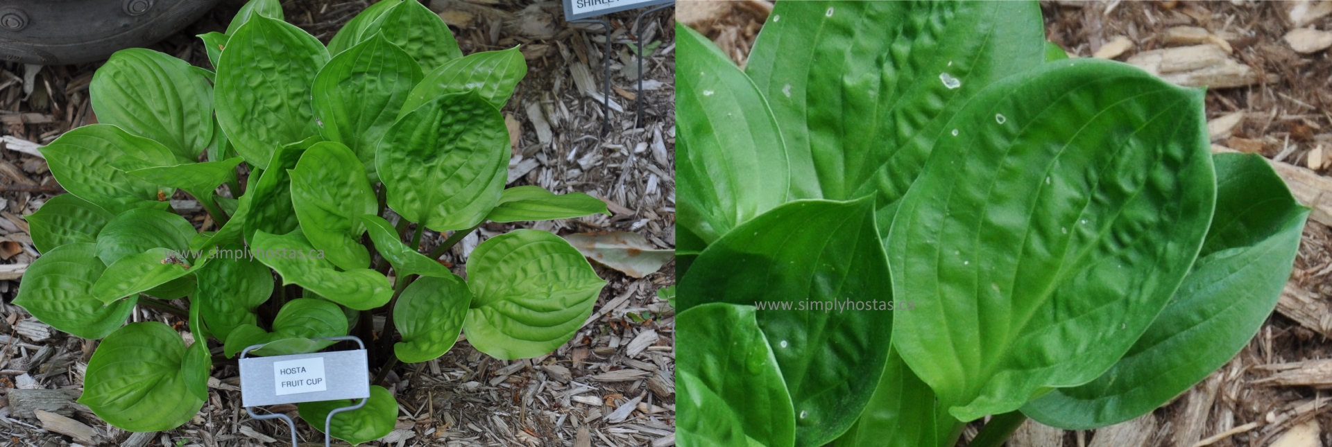 Hosta Catalogue Giboshi Hill Hostas